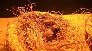 Tips ngeloloh anakan burung murai Umur 1 hari......