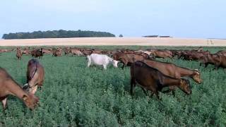L'élevage de chèvres, une vidéo Soignon