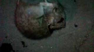 Охота на крыс. Rat hunting (Survivor!! )