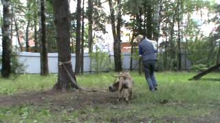 Канарский дог щенки,