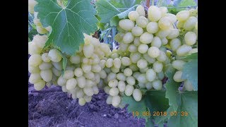 ВИНОГРАД АРКАДИЯ.  УРОЖАЙ 2018 ГОДА
