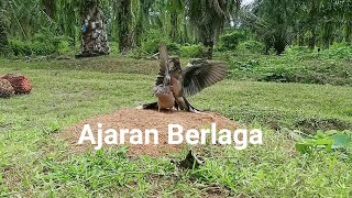 Ternyata, Ajaran Si PlayBoy Bisa Berlaga