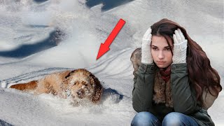 Потерпи малыш, я тебя вытащу, приговаривала девушка доставая щенка из сугроба. Медлить было нельзя.