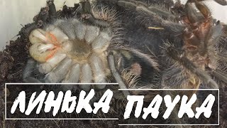 Линька паука ПТИЦЕЕДА замедленная съемка  Брахипельма альбопилозум