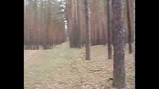 Грибы после снегопадов.Луганская область.Октябрь-2013