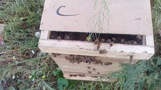 Снимаем рой с дерева в сезон роения на пасеках