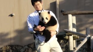飼育員さんにくっついたりかわいい♥ 空の下、あっちこっち元気いっぱい彩浜♪ ぬいぐるみのように抱っこされて帰っていくまで♪