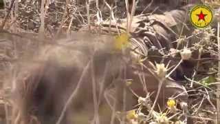 Syria War 2015 : ISIS Fighters Massacred by the YPG in Kobani