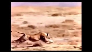 Охота диких кошек №2