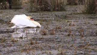 Territorial fight or mating? Mute Swans. Knobbelzwanen in Drenthe