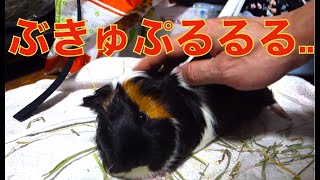 盛大に鳴くモルモット（^^;）　[Guinea pig] The call is too great.【With subtitles】