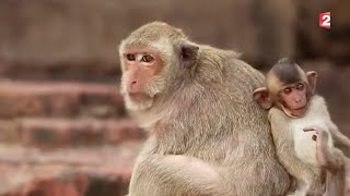 Lopburi, la ville des singes