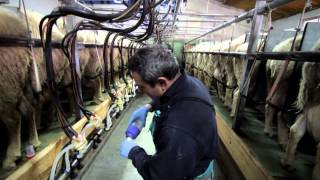 Assafe España: Asociación de criadores de ganado ovino assaf