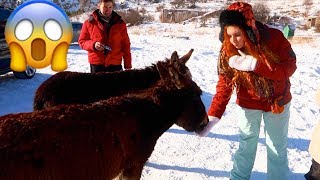 НА МАМУ НАПАЛ ОСЕЛ \\ VLOG 6 день