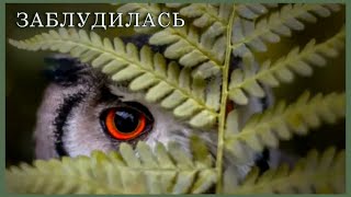 ОСЕНЬ. Лесные прогулки - Заблудилась Принцесса В Лесу