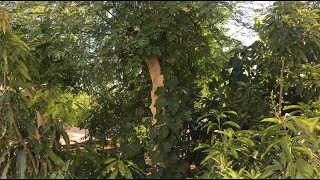 Ep175 - Explosive Moringa Growth At Periscope Farm