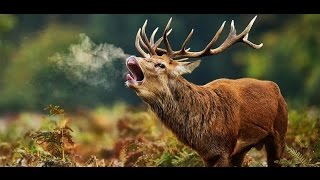 The Hunter Турнир на Благородного оленя