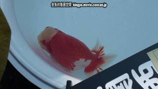 [親魚 西大関]2010年度 第55回日本らんちゅう協会全国品評大会