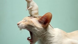 Новые приколы про кошек - Кошки боятся крысу и дружат с ней!