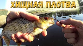 "Хищная плотва", спиннинг UL и микро колебалка