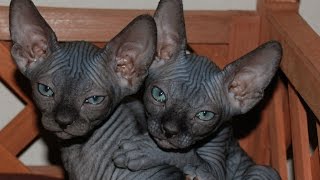 Сфинкс Кошки, Уход и Содержание, Породы кошек