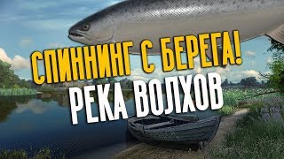 РУССКАЯ РЫБАЛКА 4. Фарм серебра на Волхове. Спиннинг с берега. Жерех, Судак и Лосось