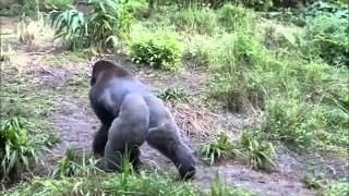 Gorillas at Animal Kingdom--MUST  WATCH!  (Nov 2013)