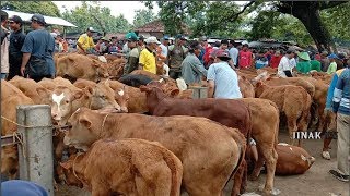Sapi Pedetan Jantan Super 12 Jutaan Pasar Sapi Wirosari Grobogan 5 Januari 2020