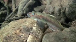 Бычок радужный (Rhinogobius sp.)