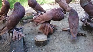 Pomeranian Pouter ( Fancy Pigeon Breed )