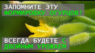 Как формировать самоопыляемые огурцы чтобы получить урожай в два раза больше?