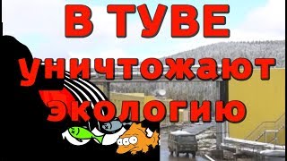 В ТУВЕ Уничтожают Экологию 2017