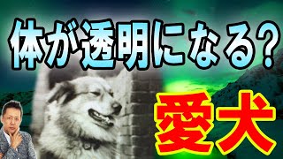 ATLASラジオ2nd 233　守護霊！？体が透き通る愛犬