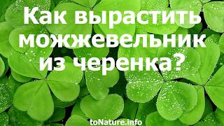 Как вырастить можжевельник из черенка?