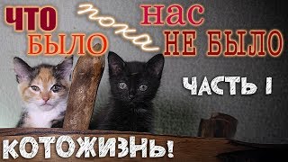 Что было, пока нас не было-1 ❆ КОТОЖИЗНЬ! 1-11 ЯНВАРЯ 2020