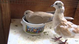 Dove wants to nest