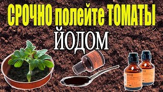 ЙОД - СУПЕР СРЕДСТВО ДЛЯ РАССАДЫ ТОМАТОВ!