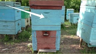 Что делать, когда матка засеяла верхний корпус в 10-ти рамочном дадановском улье?