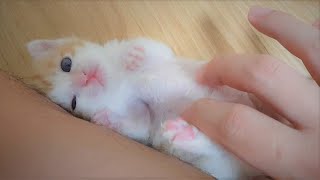 새끼고양이 통통한 뱃살을 만져봤어요
