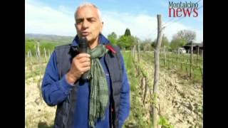 Mozart, in vigna e al cinema