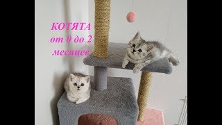 СМЕШНЫЕ КОТЯТА ОТ 0 ДО 2 МЕСЯЦЕВ СКОТТИШ СТРАЙТ Мяуканье Милые котята играют Cats Kittens 0-2 month