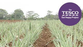 Prickly Pineapples: from farm to fork