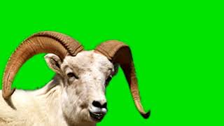 Mountain goat. Green Screen. Горный козел.Футаж хромакей