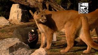 Cincinnati Zoo Animals Pick the Atlanta Falcons over the New England Patriots
