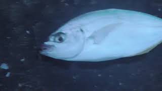 カンパチ、ブリ仔魚に混じってシマアジの仔魚も。小アジを追って漁港内に入り込んでいます。今年は例年になく青物仔魚が多い当たり年。