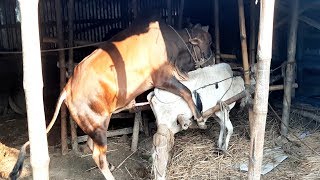 Giant breeders ( ox) vs white cow। cow meeting। km animals breeding