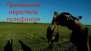 Охота 2018 Приманили перепела! #охота