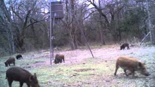Hog Heaven - Episode 7 - First Successful Pig Hunt