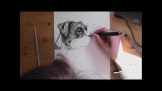 How to Draw a Realistic Dog Step by Step