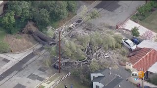Cold, Gusty Winds Bring Down Trees, Cause Power Outages Across SoCal